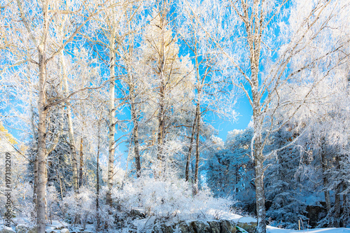 Sunlight Filtering Through Snow-Covered Forest Trees