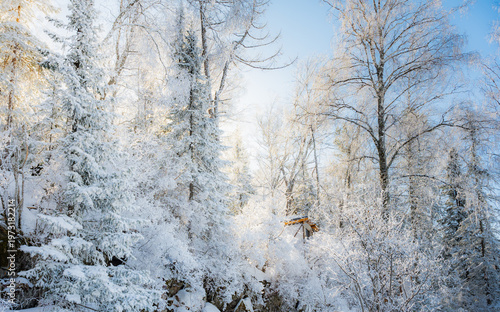 Sunlight Filtering Through Snow-Covered Forest Trees