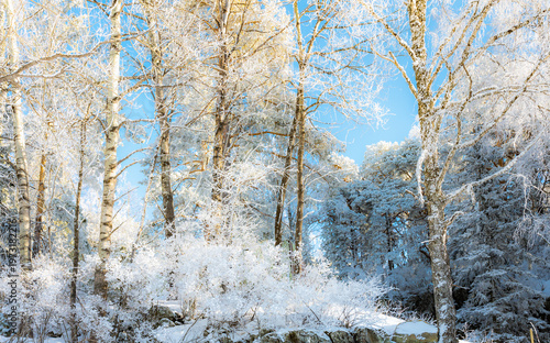 Sunlight Filtering Through Snow-Covered Forest Trees