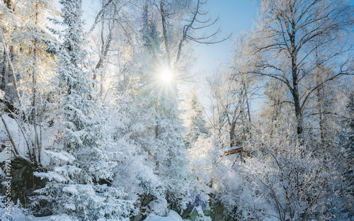 Sunlight Filtering Through Snow-Covered Forest Trees