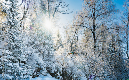 Sunlight Filtering Through Snow-Covered Forest Trees