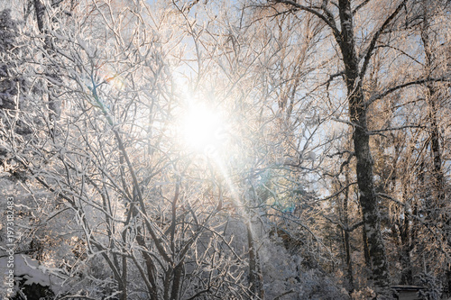 Sunlight Filtering Through Snow-Covered Forest Trees