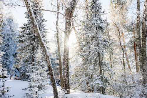 Sunlight Filtering Through Snow-Covered Forest Trees