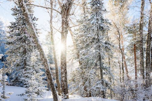 Sunlight Filtering Through Snow-Covered Forest Trees