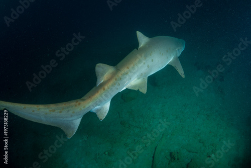 オスのシロワニ　小笠原