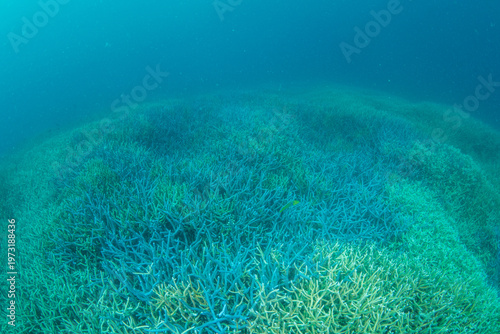 エダサンゴ　スギノキミドリイシ　小笠原