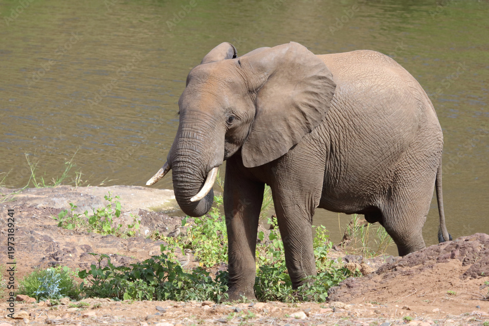 Fototapeta premium Afrikanischer Elefant / African elephant / Loxodonta africana