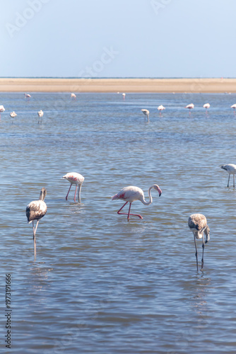 Flamants roses à La Franqui, dans une lagune du littoral méditerranéen à Leucate dans l’Aude, paysage naturel entre mer et étang dans le sud de la France, Occitanie