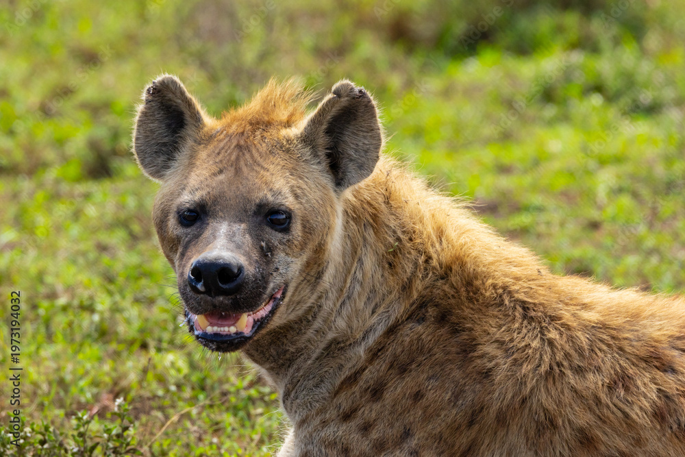 Fotografie Hyaene in der Serengeti