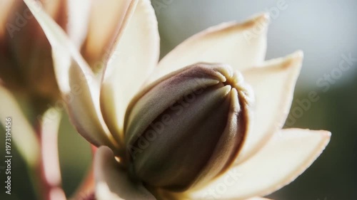 Flower Bud Slowly Opening Timelapse, Natural Growth and Blooming Concept