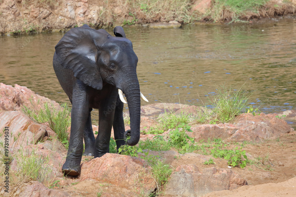 Obraz premium Afrikanischer Elefant / African elephant / Loxodonta africana