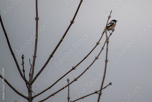 The European or common grasshopper is a small insectivorous passerine bird