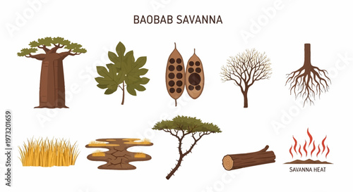 Icon Set Modern Vector of Baobab tree savanna landscape elements collection.