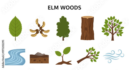 Elm tree woods forest ecosystem elements.