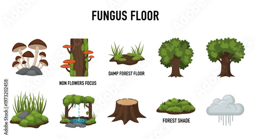 Fungus forest floor illustrations set.