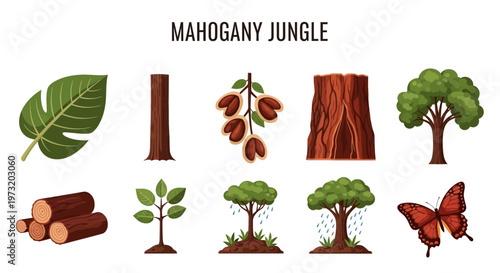 Mahogany jungle trees and leaves illustrations.