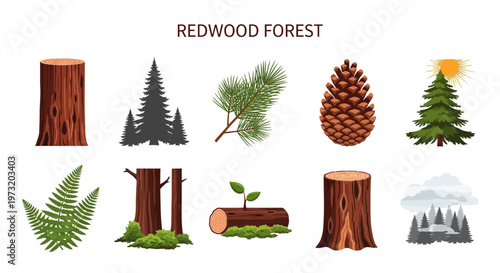 Redwood forest trees and foliage illustrations.