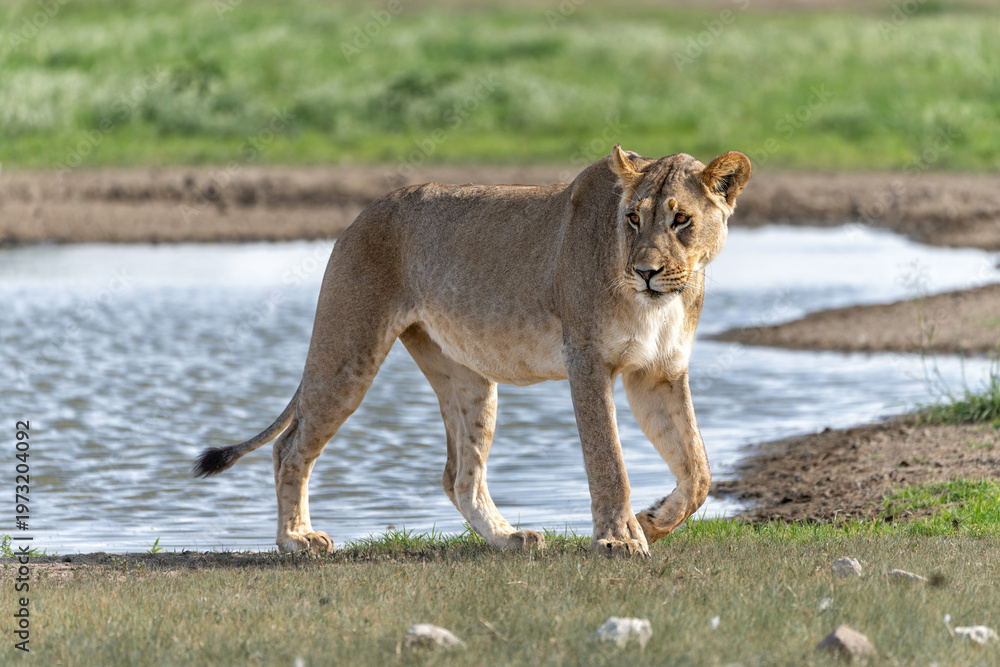Fototapeta premium Lion in the Kalahari Desert. Lioness (Panthera leo) searching for water and food in the Kgalagadi Transfrontier Park in South Africa