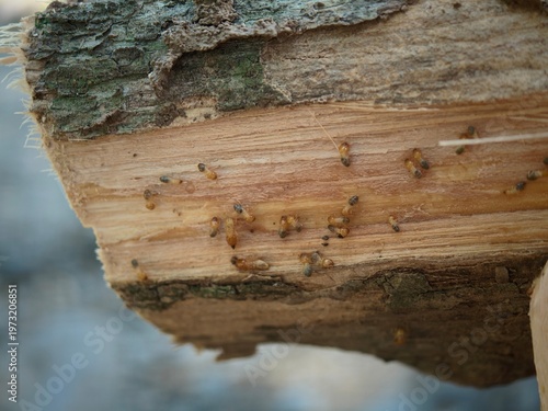 Photography Insects infest cut tree trunk outdoors in nature