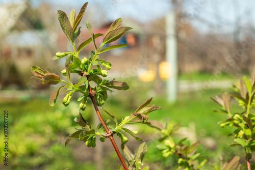 Close-up of honeysuckle flower buds blooming on bush branch in spring.