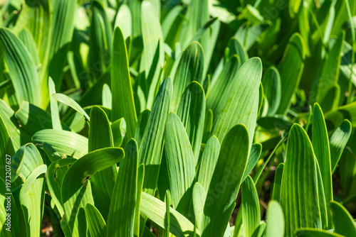 Sprouts of perennial bulb Allium nutans, growing in ground on a flower bed spring.