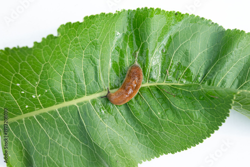 slug, arion vulgaris eating a lettuce leaf in the garden, snails damage leaves in the vegetable patch, pest on home-grown vegetables