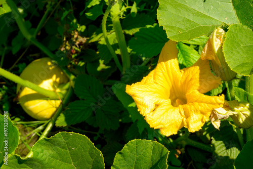 Close-up of a field pumpkin with flowers and fruits growing in a vegetable garden.