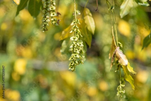 Wallpaper Mural Close up of nutlets hanging from a Caucasian walnut (pterocarya fraxinifolia) tree Torontodigital.ca
