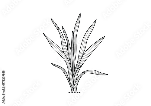 Hand drawn botanical illustration of tall grass or aquatic plant with long leaves