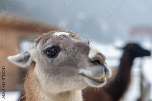 Closeup of a Curious Llama