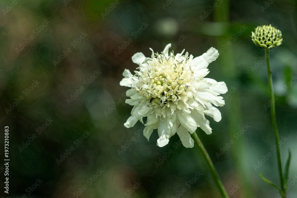custom made wallpaper toronto digitalClose up of a cream scabious (scabiosa ochroleuca) flower in bloom