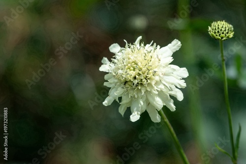 Wallpaper Mural Close up of a cream scabious (scabiosa ochroleuca) flower in bloom Torontodigital.ca