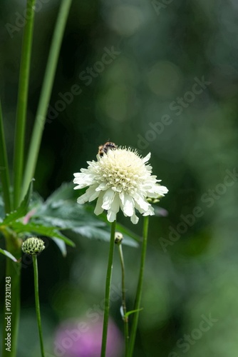 Wallpaper Mural Close up of a cream scabious (scabiosa ochroleuca) flower in bloom Torontodigital.ca