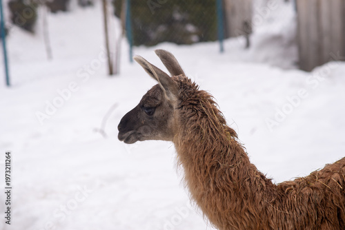 Llama in the Snow