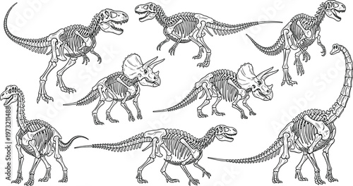 Black and White Dinosaur Skeletons Set Featuring T-Rex, Triceratops, and Sauropod for Educational and Paleontology Illustrations.