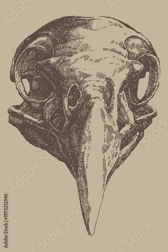 Bird Skull with Horns Detailed Dark Anatomical Engraving Illustration