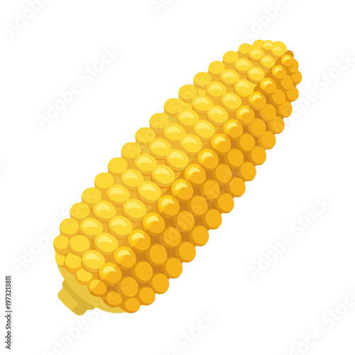 Fresh Ripe Corn Cob Isolated on White Background.