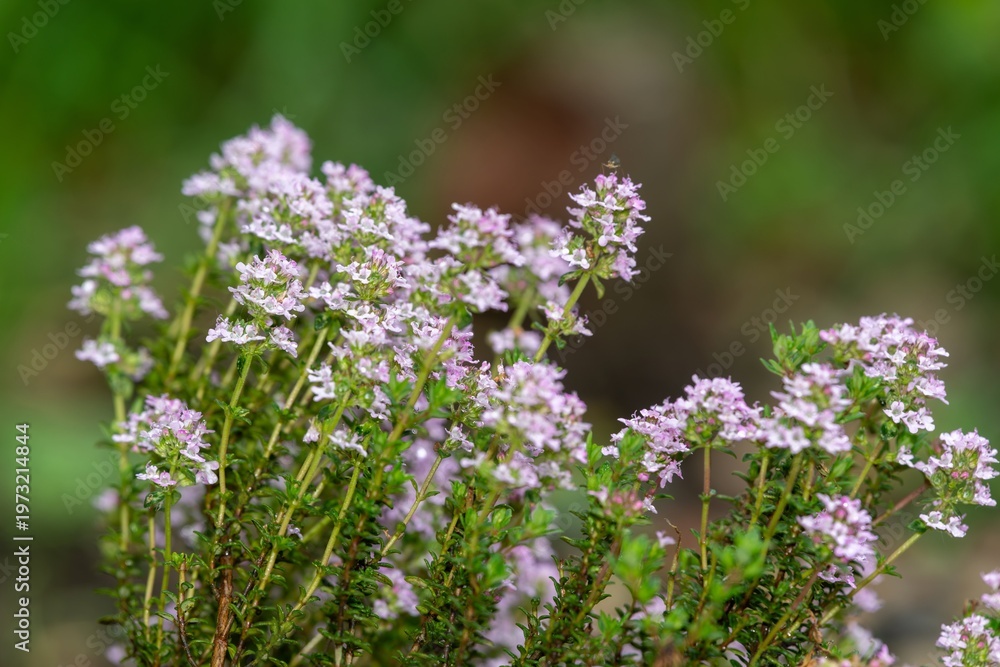 custom made wallpaper toronto digitalCreeping thyme (thymus serpyllum) flowers in bloom