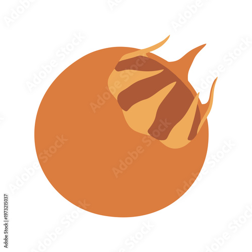 Illustration of a single ripe loquat fruit with stem.