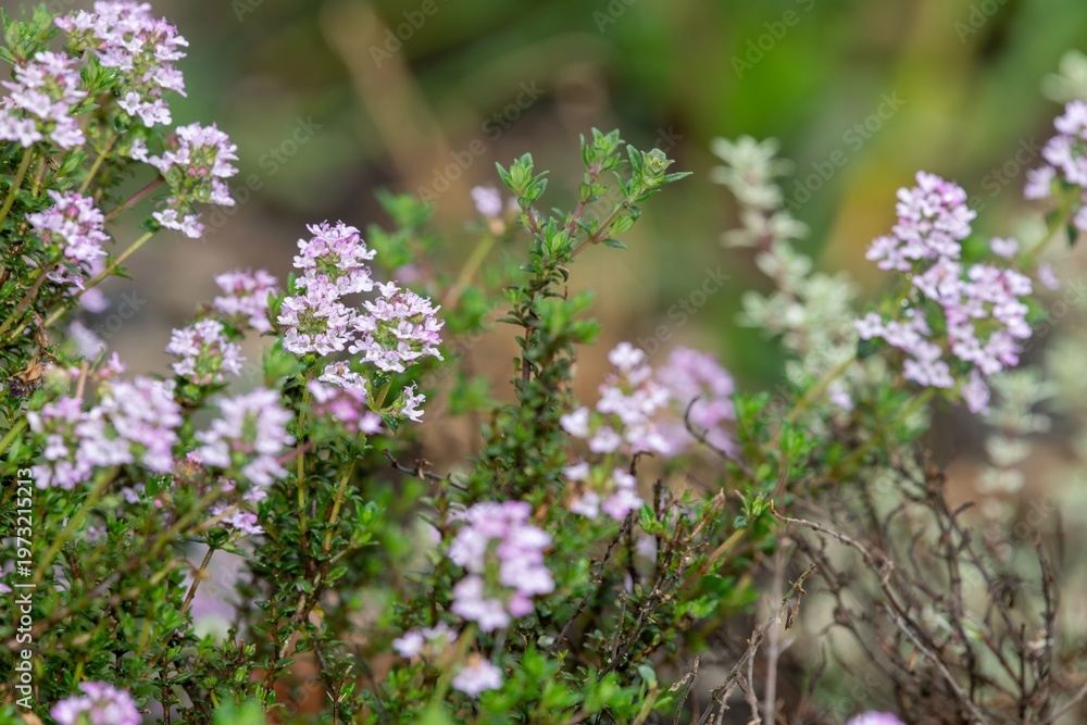 custom made wallpaper toronto digitalCreeping thyme (thymus serpyllum) flowers in bloom