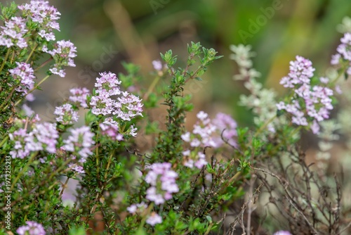 Wallpaper Mural Creeping thyme (thymus serpyllum) flowers in bloom Torontodigital.ca