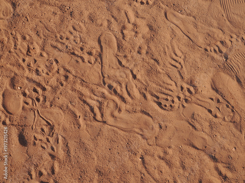 Fotografi Footprints in the loose, red sandy soil.