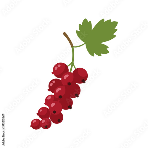 Illustration of a Bunch of Ripe Red Currants with a Leaf.
