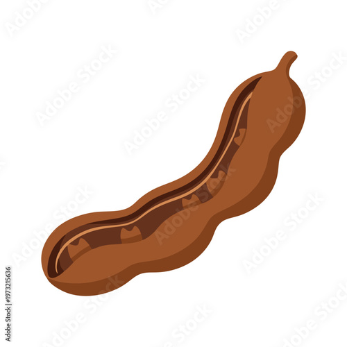 Tamarind Pod Illustration.