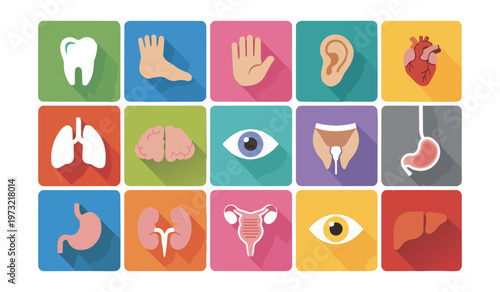 A colorful collection of flat design human anatomy icons showcasing various internal organs and body parts