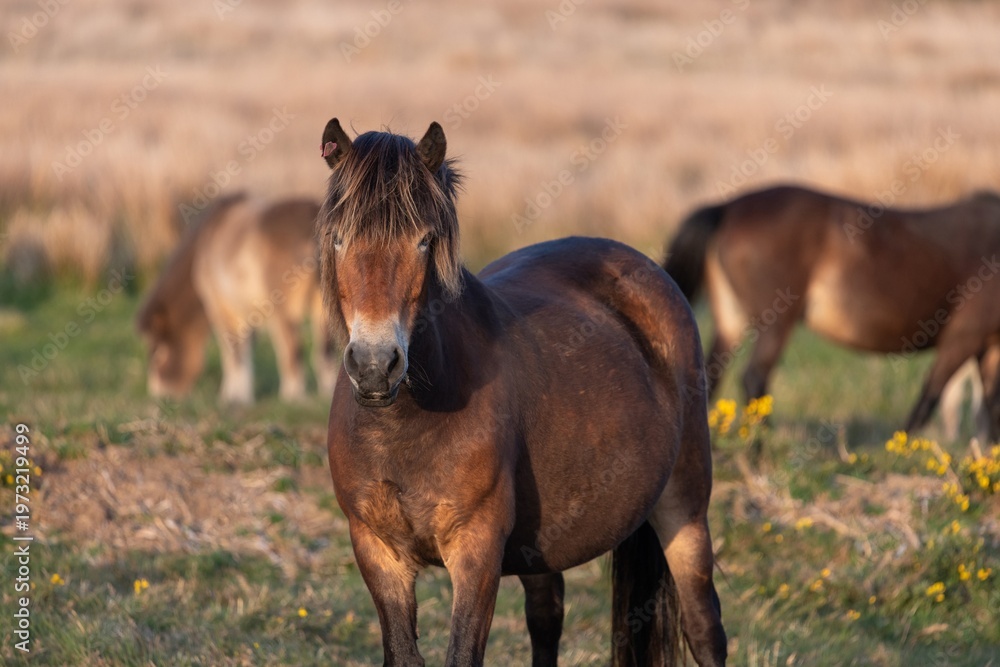 custom made wallpaper toronto digitalPortrait of an Exmoor pony in the wild