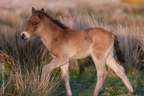 Wallpaper Mural Portrait of a young Exmoor pony in the wild Torontodigital.ca