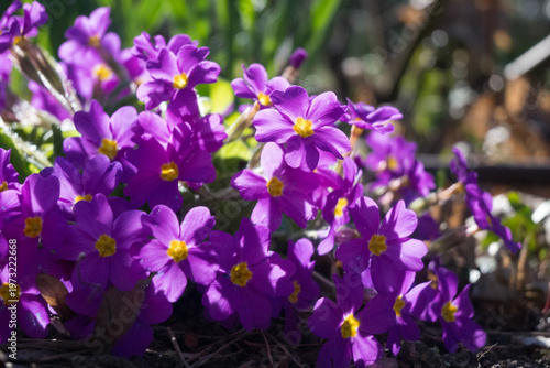 Bring spring warmth to your projects with this radiant cluster of violet primroses featuring golden centers. Perfect for garden editorials, floral branding, and seasonal nature content