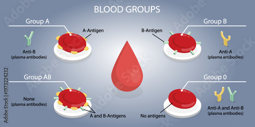 Blood groups concept. Types of blood (A, B, AB and O). Red blood cell, antibodies in plasma, antigens. 3d flat vector poster on grey background.