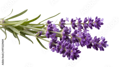Isolated blooming lavender flowers, fragrant purple herb for aromatherapy and decoration